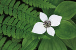 Bunchberry and Ferns II color - Wall Art - By Alan Majchrowicz- Gallery Art Company