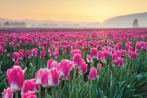 Skagit Valley Tulips I - Wall Art - By Alan Majchrowicz- Gallery Art Company