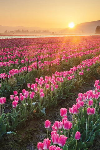 Skagit Valley Tulips II - Wall Art - By Alan Majchrowicz- Gallery Art Company
