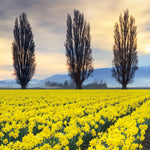 Skagit Valley Daffodils II - Wall Art - By Alan Majchrowicz- Gallery Art Company