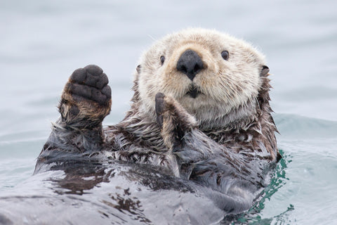 Yesterday I caught a fish thiiis big! - Otter. Alaska - Wall Art - By Roman Golubenko- Gallery Art Company