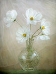 Cosmos breeze - Wall Art - By Mandy Disher- Gallery Art Company