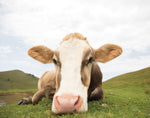 Close Up I v2 no Cows Crop - Wall Art - By Aledanda- Gallery Art Company