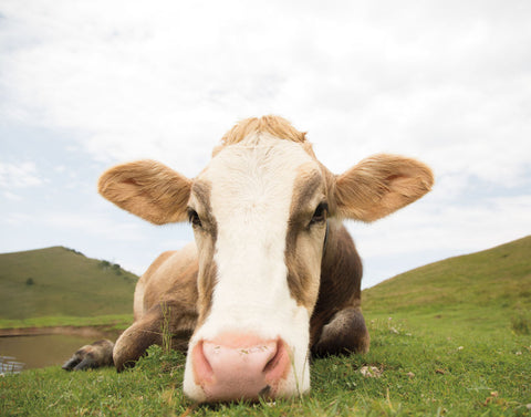 Close Up I v2 no Cows Crop - Wall Art - By Aledanda- Gallery Art Company