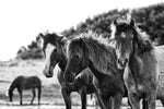 Horses Three - Wall Art - By Aledanda- Gallery Art Company