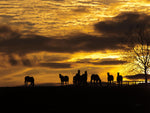 Horses at Sunset - Wall Art - By Aledanda- Gallery Art Company
