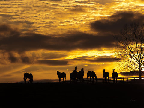 Horses at Sunset - Wall Art - By Aledanda- Gallery Art Company