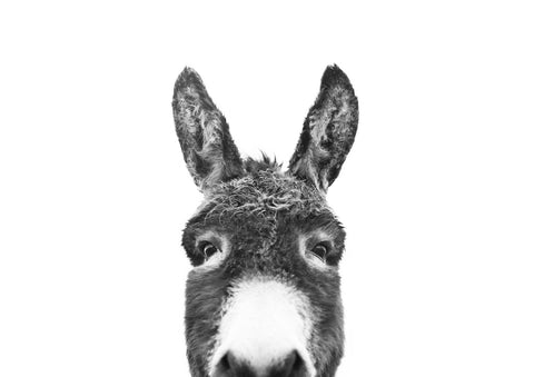 Peeking Donkey BW - Wall Art - By SISI & SEB ART- Gallery Art Company