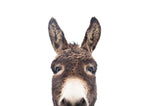 Peeking Donkey - Wall Art - By SISI & SEB ART- Gallery Art Company