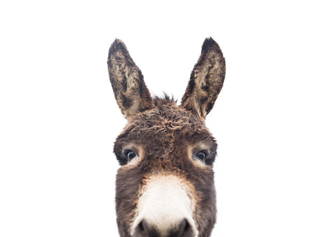 Peeking Donkey - Wall Art - By SISI & SEB ART- Gallery Art Company