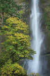 Multnomah Falls color - Wall Art - By Alan Majchrowicz- Gallery Art Company