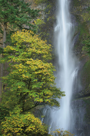 Multnomah Falls color - Wall Art - By Alan Majchrowicz- Gallery Art Company
