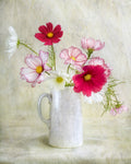 Cosmos carnival - Wall Art - By Mandy Disher- Gallery Art Company