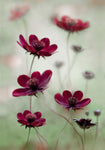 Cosmos sway - Wall Art - By Mandy Disher- Gallery Art Company