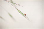 ladybug - Wall Art - By Anna Cseresnjes- Gallery Art Company