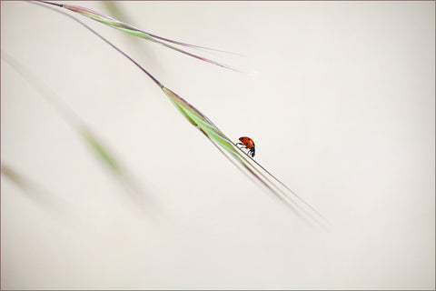 ladybug - Wall Art - By Anna Cseresnjes- Gallery Art Company