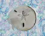 Sand Dollar - Wall Art - By Boho Hue Studio- Gallery Art Company