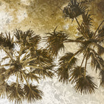 Palm Tree Gold 2 - Wall Art - By Kimberly Allen- Gallery Art Company