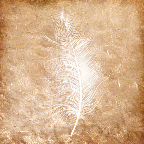 Copper Feathered 1 - Wall Art - By Kimberly Allen- Gallery Art Company