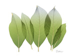 Golden Magnolia Leaf - Wall Art - By Albert Koetsier- Gallery Art Company