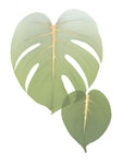 Golden Philodendron 1 - Wall Art - By Albert Koetsier- Gallery Art Company