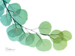 Golden Eucalyptus - Wall Art - By Albert Koetsier- Gallery Art Company