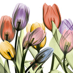 Tulipscape 2 - Wall Art - By Albert Koetsier- Gallery Art Company