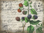 Vintage Blackberries - Wall Art - By Kimberly Allen- Gallery Art Company