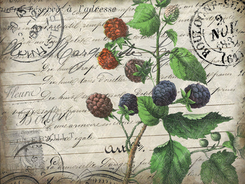 Vintage Blackberries - Wall Art - By Kimberly Allen- Gallery Art Company