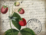 Vintage Strawberry - Wall Art - By Kimberly Allen- Gallery Art Company