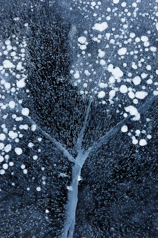 Winter Blossom - Wall Art - By Mei Xu- Gallery Art Company