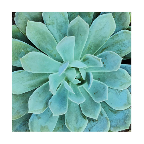 Succulent Splendor 1 - Wall Art - By Debbie Pearson- Gallery Art Company