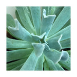 Succulent Splendor 2 - Wall Art - By Debbie Pearson- Gallery Art Company