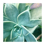 Succulent Splendor 3 - Wall Art - By Debbie Pearson- Gallery Art Company