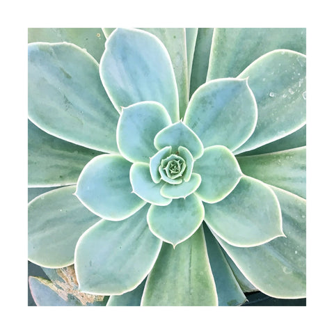 Succulent Splendor 4 - Wall Art - By Debbie Pearson- Gallery Art Company