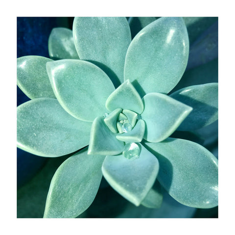 Succulent Splendor 5 - Wall Art - By Debbie Pearson- Gallery Art Company