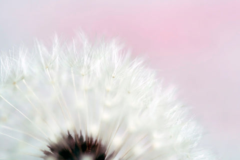 Dandelion Pink - Wall Art - By Tracey Telik- Gallery Art Company