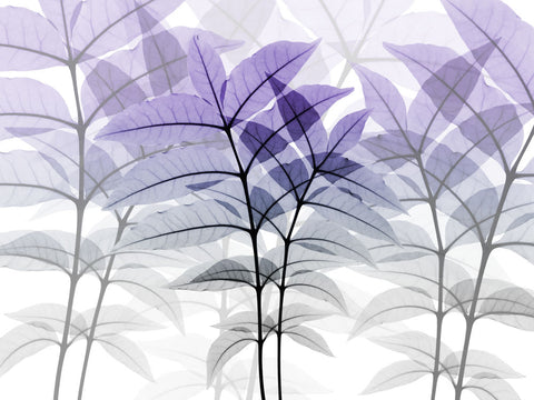 Lavender Heaven 12 - Wall Art - By Albert Koetsier- Gallery Art Company