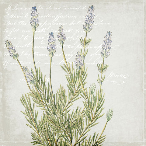 Lavender 1 - Wall Art - By Kimberly Allen- Gallery Art Company