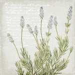 Lavender 2 - Wall Art - By Kimberly Allen- Gallery Art Company