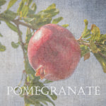 Pomegranate - Wall Art - By Sheldon Lewis- Gallery Art Company