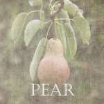 Pear - Wall Art - By Sheldon Lewis- Gallery Art Company