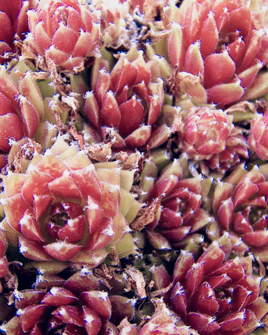 Red Succulents New Born - Wall Art - By Urban Epiphany- Gallery Art Company