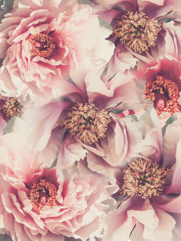 Vintage Peonies - Wall Art - By Urban Epiphany- Gallery Art Company