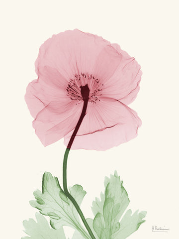 Dazzling Poppy 1 - Wall Art - By Albert Koetsier- Gallery Art Company