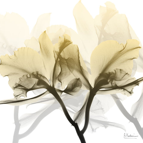 Flaxen Orchid - Wall Art - By Albert Koetsier- Gallery Art Company