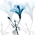 Hibiscus Azure - Wall Art - By Albert Koetsier- Gallery Art Company