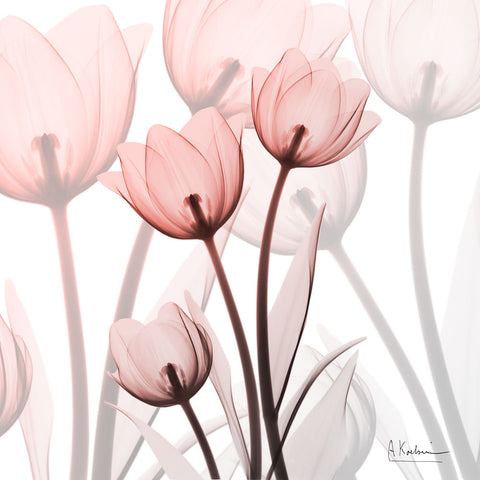 Blush Luster Tulips - Wall Art - By Albert Koetsier- Gallery Art Company