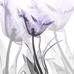 Lilac Luster Tulip - Wall Art - By Albert Koetsier- Gallery Art Company