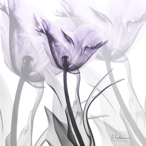 Lilac Luster Tulip - Wall Art - By Albert Koetsier- Gallery Art Company